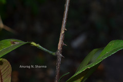 Zanthoxylum ovalifolium